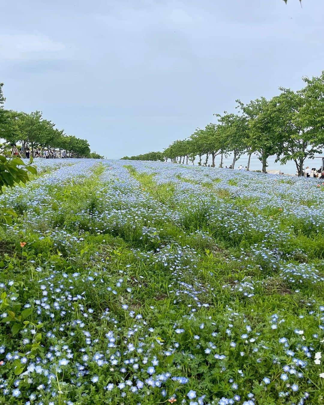 MOEさんのインスタグラム写真 - (MOEInstagram)「1度見てみたかったネモフィラ畑🌿🩵 @osaka_maishima_seasidepark   5月7日まで開催されてると知って急遽行ってきました✨広大な敷地に広がる一面のネモフィラブルー🩵💙  朝1番で到着したので、まだ人もそこまで多くなく、涼しくて良かったです〜❁◡̈ ネモフィラ色のソフトクリームも美味しかったぁ🍦😋  #ネモフィラ #ネモフィラ畑 #ネモフィラ祭り #ネモフィラブルー #舞洲シーサイドパーク #ネモにゃん #お花畑 #花のある風景 #nemophila #osakajapan」5月5日 20時11分 - m0e_1i7_