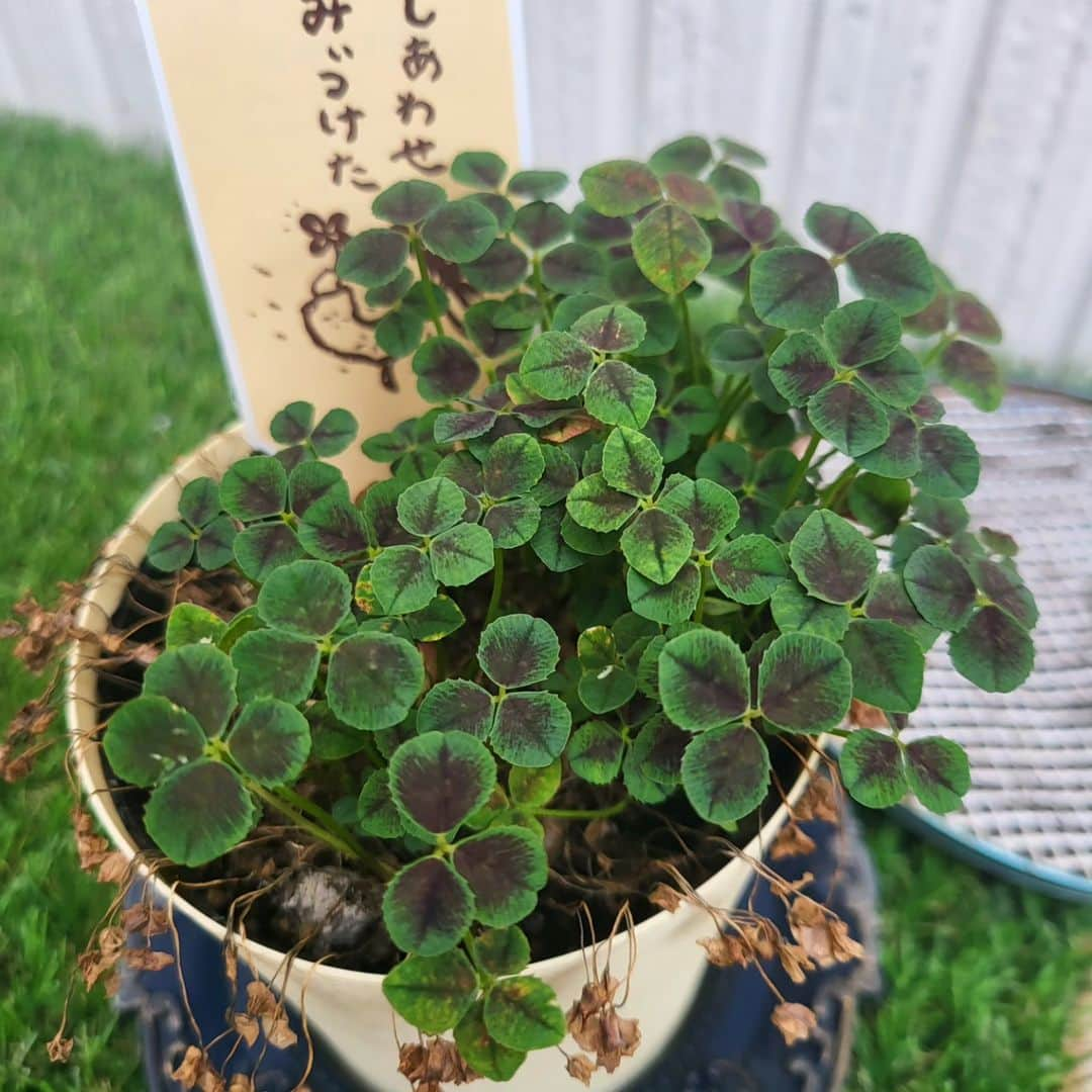 松口侑生菜のインスタグラム：「小さな幸せみーつけた🍀  #よつばのクローバー」