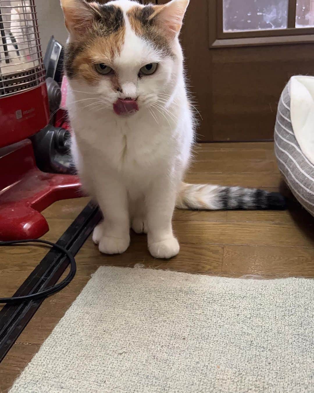 Kachimo Yoshimatsuのインスタグラム：「ちゅーるごちそうさん｡  #うちの猫ら #猫 #mikeko #ねこ #ニャンスタグラム #にゃんすたぐらむ #ねこのきもち #cat #ネコ #catstagram #ネコ部 http://kachimo.exblog.jp」