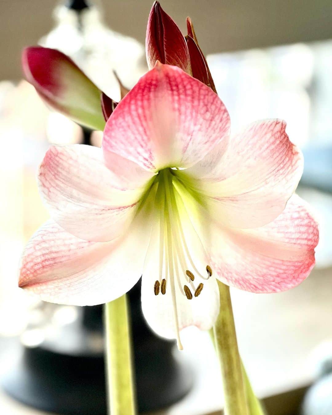 渡辺達生さんのインスタグラム写真 - (渡辺達生Instagram)「2023.05.05…サイタ！サイタ！…アマリリスが咲いた。今朝より赤みが随分と少なくなってきた。咲いてから色が変わる事あるんですか？ #tatsuowatanabe  #アマリリス」5月5日 16時19分 - tatsuowatanabe