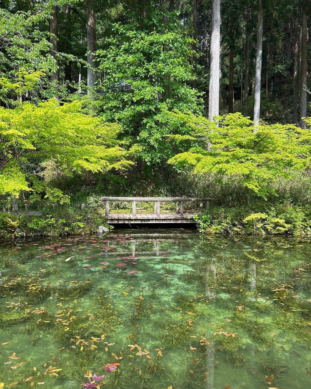 太田唯さんのインスタグラム写真 - (太田唯Instagram)「🤝🌎 先日、岐阜県で訪れた場所たち。 自然は奇跡の連続だなとあらためて ✌︎  . #nature #beautifulplaces #japan  #岐阜県 #モネの池 #21世紀の森公園」5月5日 16時44分 - yuiohta.official