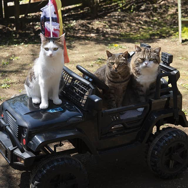 まる & はなさんのインスタグラム写真 - (まる & はなInstagram)「こどもの日！ It's Children's Day today!  #まる #猫 #はな #みり #cats #Maru #Hana #Miri」5月5日 16時48分 - maruhanamogu