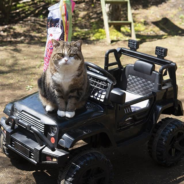 まる & はなさんのインスタグラム写真 - (まる & はなInstagram)「こどもの日！ It's Children's Day today!  #まる #猫 #はな #みり #cats #Maru #Hana #Miri」5月5日 16時48分 - maruhanamogu