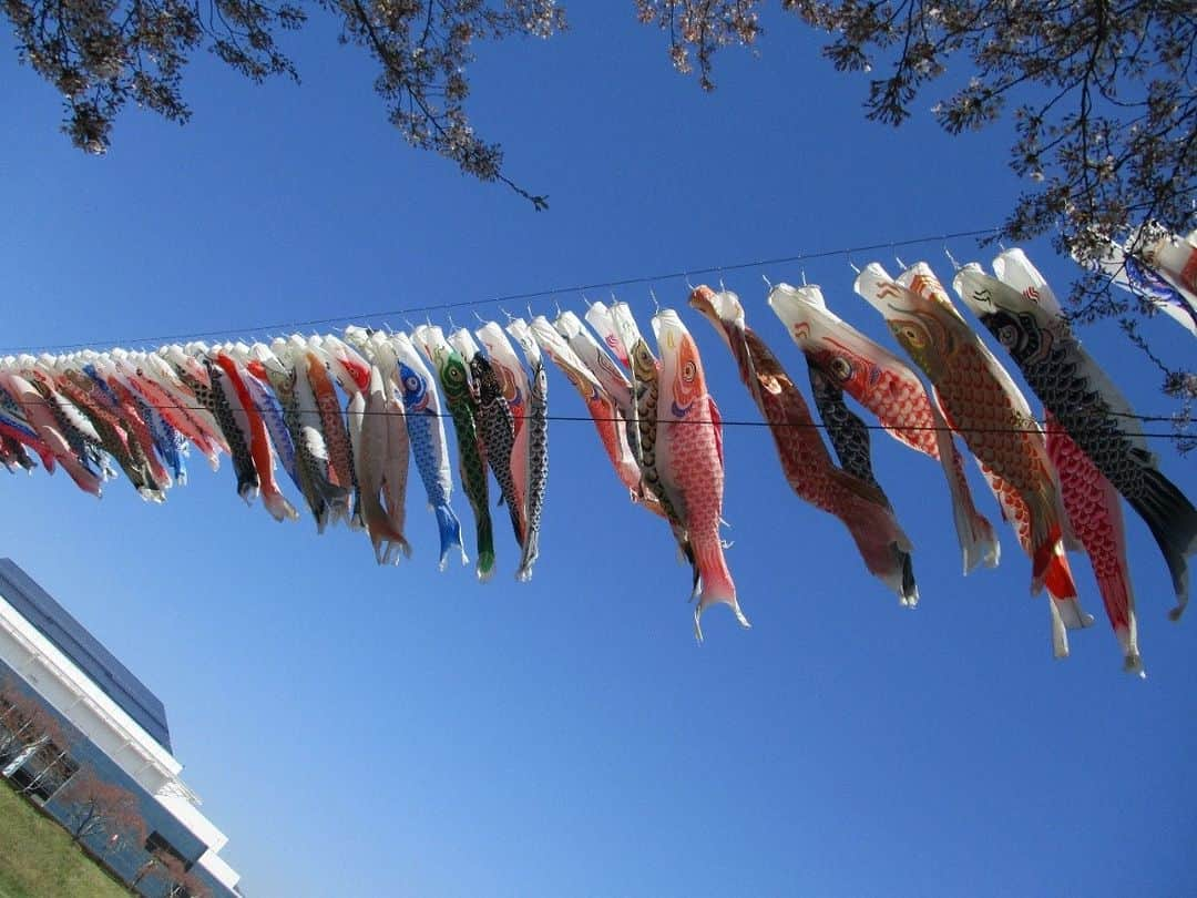 福島県さんのインスタグラム写真 - (福島県Instagram)「【釈迦堂川の鯉のぼり掲揚（須賀川市）】  こどもの日といえば、鯉のぼりを思い浮かべる人も多いのではないでしょうか。  須賀川市では毎年こどもの日を中心に、須賀川市文化センター・円谷幸吉メモリアルアリーナそばの釈迦堂川の上空で鯉のぼりを掲揚しています。  釈迦堂川の鯉のぼり掲揚は、シビックプライドの醸成や子供の健やかな成長を願い、市が昭和62年から開催している恒例行事です。  諸説ありますが、鯉のぼりは中国の故事にある「鯉の滝登り」が由来とされています。お子様と一緒に調べてみるのも面白いかもしれませんね。  青空の中を約420匹の鯉のぼりが春風に乗って泳ぐ姿は圧巻です。ぜひ足を運んでみてください。  #鯉のぼり #こいのぼり #こどもの日 #子供の日 #須賀川市 #福島県 #sukagawacity #fukushima #RealizeFukushima #NotADreamFukushima #ひとつひとつ実現するふくしま」5月5日 17時00分 - realize_fukushima