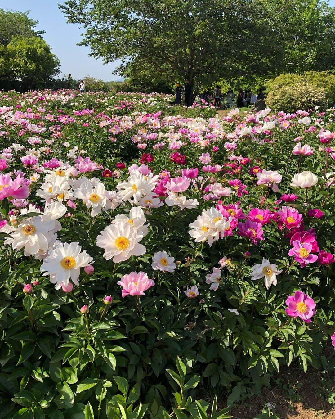 佐藤弥生さんのインスタグラム写真 - (佐藤弥生Instagram)「🏵️ 今年のGWは仕事三昧の予定でしたが お友達と 🌼Peony Garden Tokyo🌼 へ行ってきました♪ 結構な広さで5万株の牡丹と芍薬が無農薬、酵素栽培で作られているとの事♪ 昨日はこの陽気で牡丹は終わり、芍薬が満開でした💛💜💙🧡 芍薬大好き💕 お花と自然に癒されて💓🐦‍⬛🪻  tops @akihigashihara  @mother_inc  pants @hm  shose @niketokyo   GW後半のお仕事も💪 #peonygardentokyo#peonygardentokyointsukuba#つくば牡丹園#牡丹#芍薬#」5月5日 17時08分 - yayoyayo_s