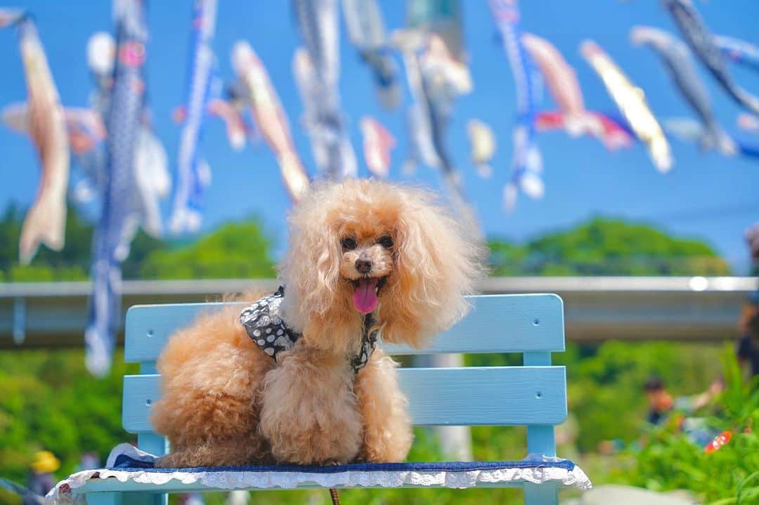 Toypoodle Mikuru?Asakusa Tokyoのインスタグラム：「20230505 Friday. 今日はこどもの日。 今年もなめぽんと鯉のぼり🎏と一緒に撮影。 暑かったので早々に退散しました💦 頑張ったので、みきゅるん今夜はご褒美オニクですよ🥩  久々にリアルタイム更新でした😄 鯉のぼり写真🎏まだありますが、取り急ぎ、こどもの日記念更新😄  インターペット更新は引き続きます🤭  #こどもの日 #鯉のぼり #秩父」