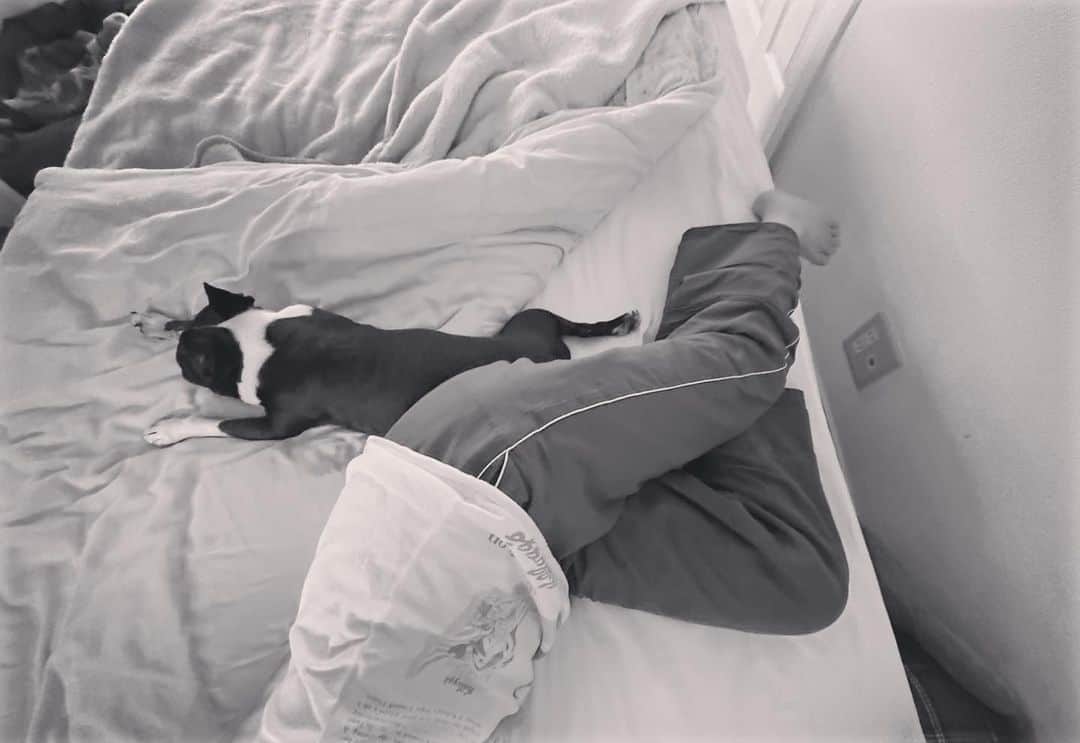 柴田淳さんのインスタグラム写真 - (柴田淳Instagram)「いつもどこかくっついてる #小汚いベッド生活のはじまり #bostonterrier」5月5日 17時25分 - shibatajun_official