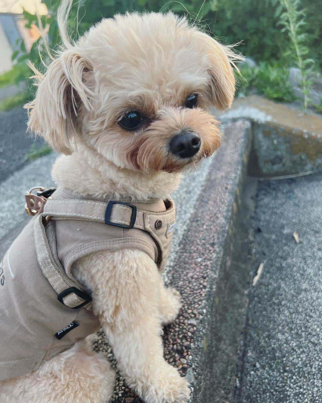 杉野希妃さんのインスタグラム写真 - (杉野希妃Instagram)「어린이날. 우리마논아~영원히 사랑해🫰🏻 こどもの日、無意識にグレーのパーカーというリンクコーデになってしまっていて笑った👽🎏」5月5日 17時33分 - kikisugino