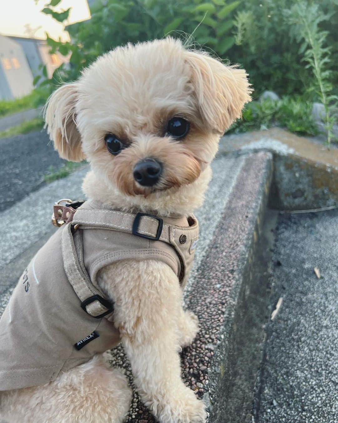 杉野希妃さんのインスタグラム写真 - (杉野希妃Instagram)「어린이날. 우리마논아~영원히 사랑해🫰🏻 こどもの日、無意識にグレーのパーカーというリンクコーデになってしまっていて笑った👽🎏」5月5日 17時33分 - kikisugino