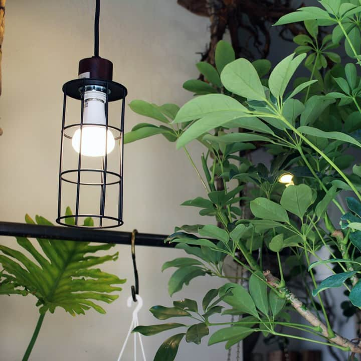 BRID 【NEXTANDARD MARKET】さんのインスタグラム写真 - (BRID 【NEXTANDARD MARKET】Instagram)「. 【イチオシ商品！】  PLANTS LIGHT 40 / PLANTS LIGHT 60  植物と人、どちらも心地よい明かりで照らしてくれるLED照明です。  一般のLEDライトとは異なる波長の光によって植物の光合成を促し、生長や健康維持を促す植物育成用ライトとしては勿論、自然光に近い色合いのため、私たちの日々の生活の中にも馴染みやすい明かりになっています。  外見はシンプルな電球で、日々使っているものと同じサイズ感のため、お気に入りの照明と組み合わせて使っても◎ 実用性に加えインテリア性も持ち合わせた、植物にも人にも優しいアイテムです。  ♦︎植物の生長や健康維持に 　太陽光の波長の中で、植物が光合成する際に必要とされる光の波長に合わせたLED電球  ♦︎色の再現度が高く、人にも自然な明るさ 　演色性が高いため、自然光下に近い色合いが再現できます。  ♦︎手軽な電球タイプ 　お好みの照明に取り付けられるので、手軽にお使い頂けます。 　インテリア性と実用性の両立が実現できます。  明るさは40W/60W、色味はそれぞれにWARM / COOLがあります。  商品の詳細は、画像に貼ってあるリンクからご覧ください。 →@brid_japan  #brid_japan #bridのある暮らし #ブリッド #MERCROS #メルクロス #プランツライト #植物ライト #植物育成ライト #育成ライト #植物育成ledライト #観葉植物ライト #植物のある暮らし #植物と暮らす #観葉植物のある暮らし #観葉植物 #塊根植物 #多肉植物 #グリーンのある暮らし #インテリアグリーン」5月5日 17時45分 - brid_japan