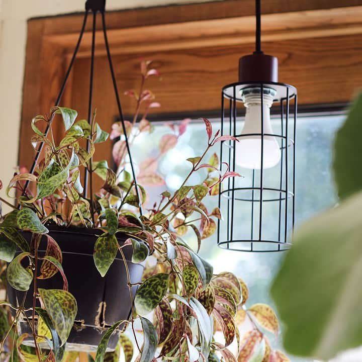 BRID 【NEXTANDARD MARKET】のインスタグラム：「. 【イチオシ商品！】  PLANTS LIGHT 40 / PLANTS LIGHT 60  植物と人、どちらも心地よい明かりで照らしてくれるLED照明です。  一般のLEDライトとは異なる波長の光によって植物の光合成を促し、生長や健康維持を促す植物育成用ライトとしては勿論、自然光に近い色合いのため、私たちの日々の生活の中にも馴染みやすい明かりになっています。  外見はシンプルな電球で、日々使っているものと同じサイズ感のため、お気に入りの照明と組み合わせて使っても◎ 実用性に加えインテリア性も持ち合わせた、植物にも人にも優しいアイテムです。  ♦︎植物の生長や健康維持に 　太陽光の波長の中で、植物が光合成する際に必要とされる光の波長に合わせたLED電球  ♦︎色の再現度が高く、人にも自然な明るさ 　演色性が高いため、自然光下に近い色合いが再現できます。  ♦︎手軽な電球タイプ 　お好みの照明に取り付けられるので、手軽にお使い頂けます。 　インテリア性と実用性の両立が実現できます。  明るさは40W/60W、色味はそれぞれにWARM / COOLがあります。  商品の詳細は、画像に貼ってあるリンクからご覧ください。 →@brid_japan  #brid_japan #bridのある暮らし #ブリッド #MERCROS #メルクロス #プランツライト #植物ライト #植物育成ライト #育成ライト #植物育成ledライト #観葉植物ライト #植物のある暮らし #植物と暮らす #観葉植物のある暮らし #観葉植物 #塊根植物 #多肉植物 #グリーンのある暮らし #インテリアグリーン」