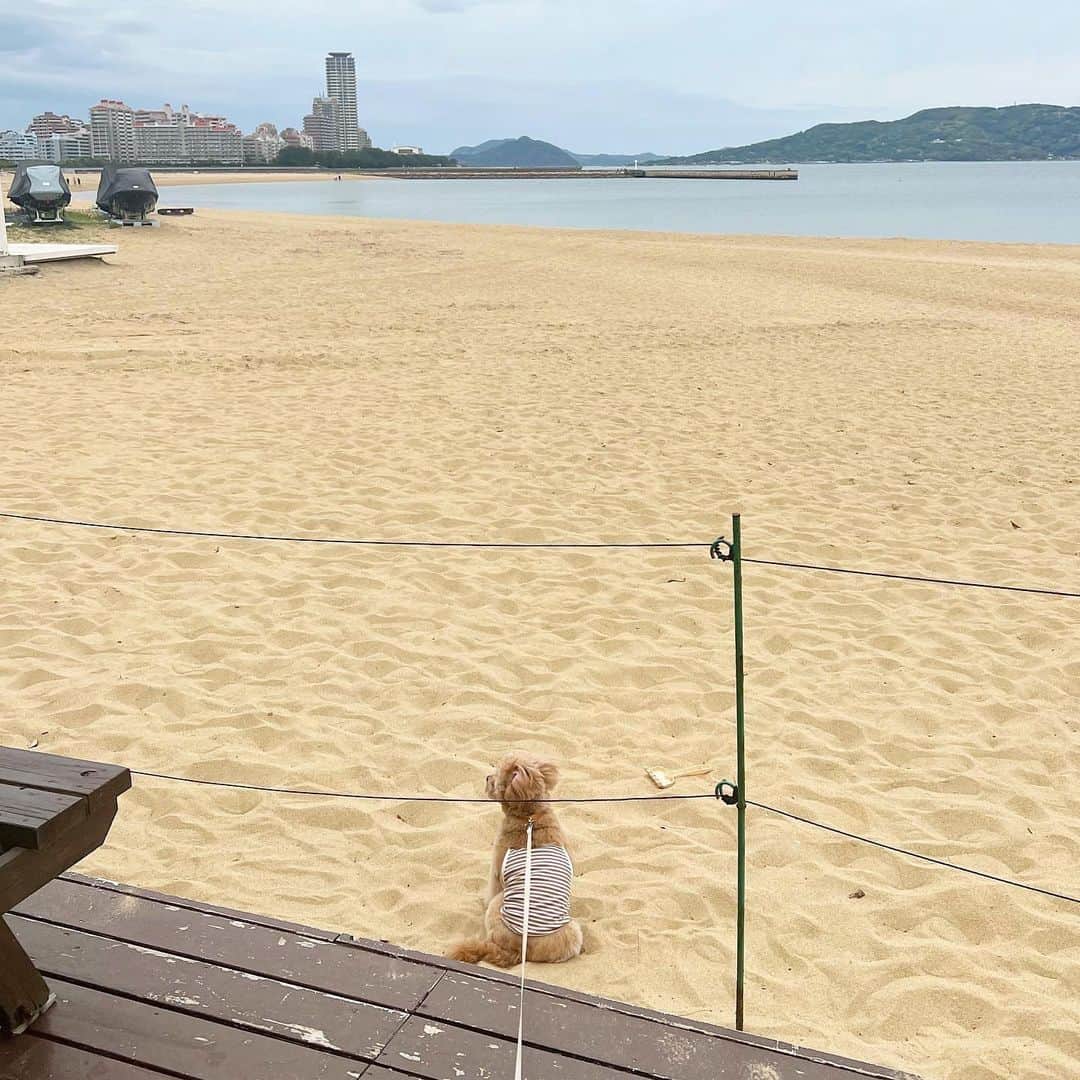 横山紗弓さんのインスタグラム写真 - (横山紗弓Instagram)「latte in momochi beach 遊んでくれたマルプーちゃん ありがとう🤍 #ももち浜 #犬のいる暮らし」5月5日 17時50分 - 1129sym