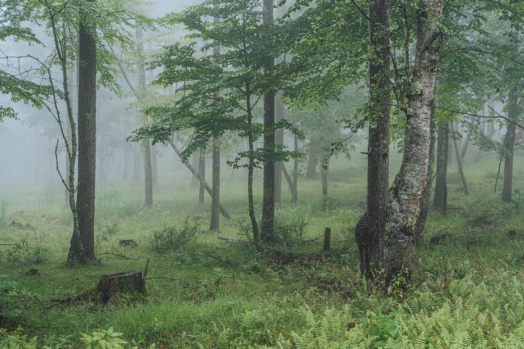 Nanaさんのインスタグラム写真 - (NanaInstagram)「morning fog  #carlzeisslenses  #sonya7iv」5月5日 18時00分 - necozalenky_life