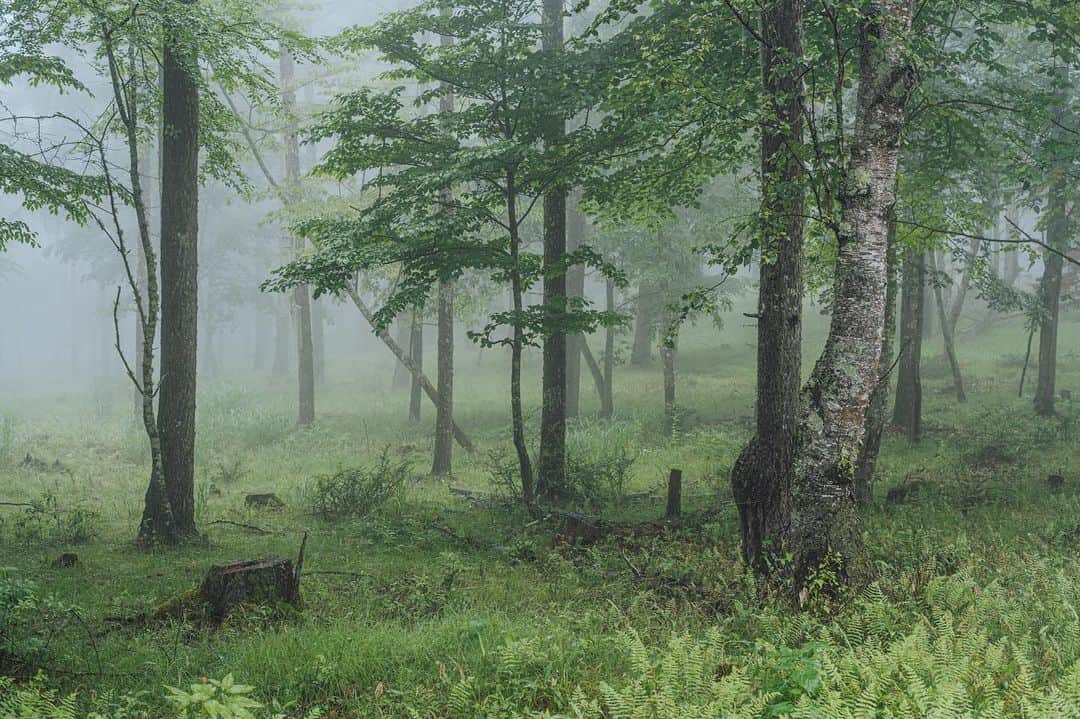 Nanaのインスタグラム：「morning fog  #carlzeisslenses  #sonya7iv」
