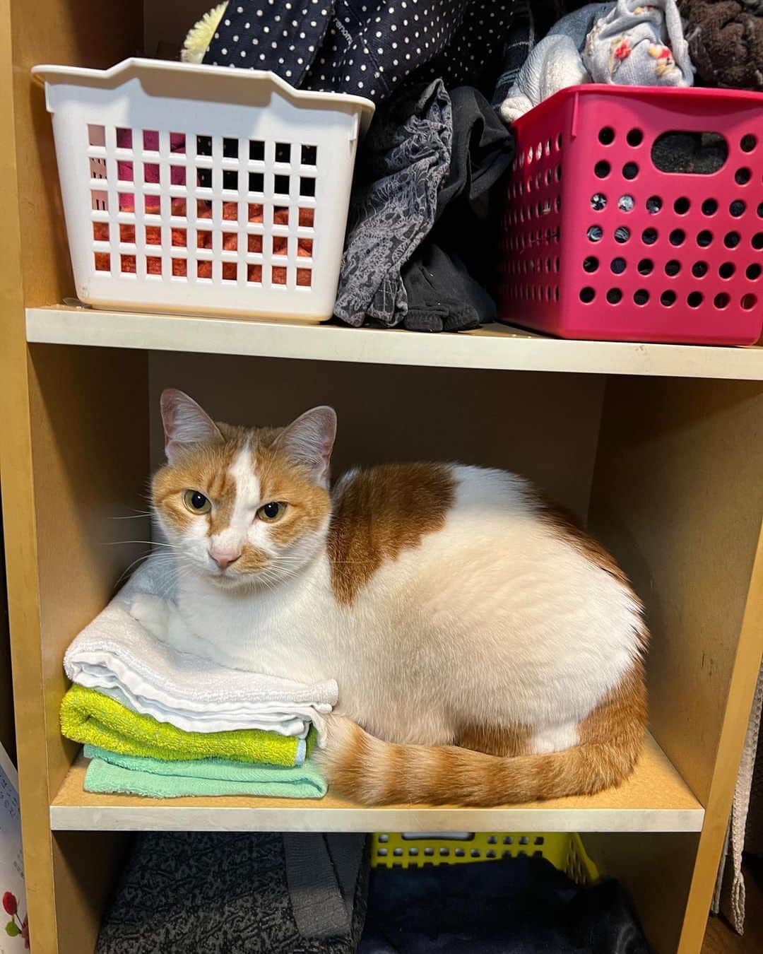 Kachimo Yoshimatsuのインスタグラム：「今ねえ、バーバさんのタオルにあたいの毛を植え付けてるの。  #うちの猫ら #oinari #猫 #ねこ #ニャンスタグラム #にゃんすたぐらむ #ねこのきもち #cat #ネコ #catstagram #ネコ部 http://kachimo.exblog.jp」