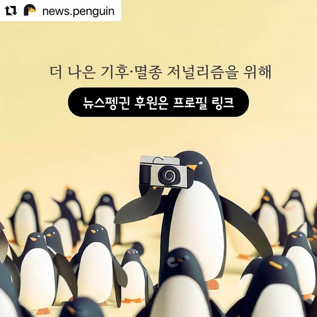 パク・チニさんのインスタグラム写真 - (パク・チニInstagram)「소똥구리가 한국에서 절멸. 사라졌다니… 너무 미안하고… 슬프다.  . . .  #Repost @news.penguin   우리에게 친숙한 곤충 소똥구리가 한국에서 절멸했다.  10년 만에 이뤄진 멸종위험 상태 재평가에서 소똥구리는 국내 야생에 단 한 마리도 남아있지 않은 것으로 확인됐다. 이에 따라 '지역절멸'에 속한 것으로 분류됐다. 과거 한국 전역에서 흔하게 볼 수 있었던 이 곤충은 1970년대 이후 공식적인 관찰 기록이 없다.    소똥구리는 대형 초식동물의 배설물을 먹고사는 분식성 곤충이다. 전문가들에 따르면 방목 가축이 감소한데다 항생제와 보존제 등 첨가제가 들어간 배합사료 사용, 농약살포, 서식환경 오염 등 원인으로 개체수가 급감하다 결국 멸종한 것으로 추정된다.  소똥구리 외에도 △닻무늬길앞장이 △물방개 △배물방개붙이 △루리하늘소 등 곤충 4종에 멸종 빨간불이 켜졌다. 이들 개체수는 서식지 훼손으로 급감하고 있다.   특히 딱정벌레과 닻무늬길앞잡이는 과거 경기·충남·전북·전남 등지에 분포했고 2000년 초반까지 인천 지역 해안사구에서 비교적 많은 개체수가 확인됐다. 하지만 해안사구 감소와 개발, 무분별한 남획으로 최근에는 충남 태안과 전남 신안 등지에서 소수의 개체수만 확인돼 멸종 우려가 높은 상황이다. . #소똥구리 #쇠똥구리 #곤충 #딱정벌레 #멸종위기종 #멸종위기 #절멸 #멸종 #야생동물 #물방개 #루리하늘소 #닻무늬길앞장이 #윤조롱박딱정벌레 #대모잠자리 #잠자리 #지구해요 #뉴스펭귄」5月5日 18時20分 - eco_jini