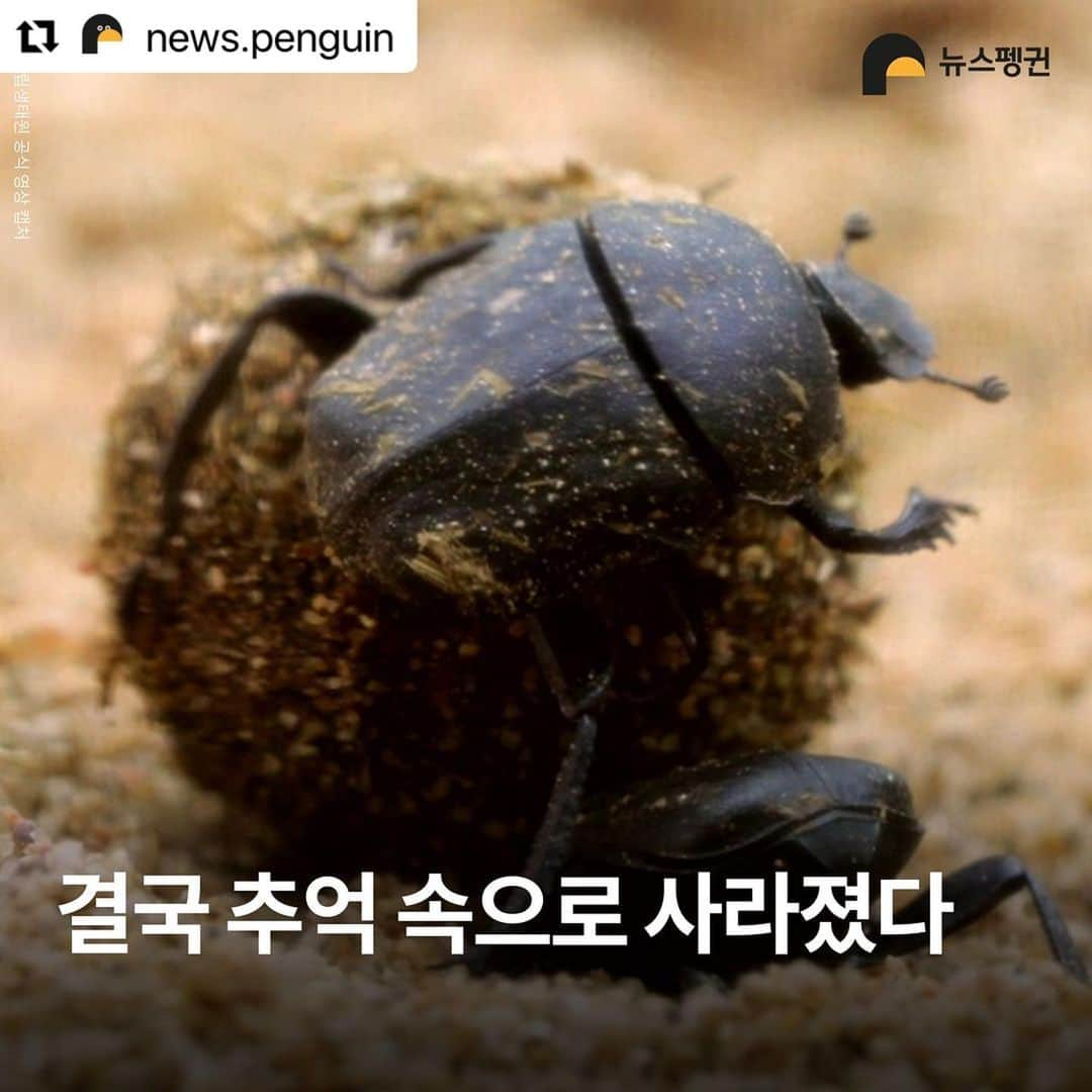 パク・チニのインスタグラム：「소똥구리가 한국에서 절멸. 사라졌다니… 너무 미안하고… 슬프다.  . . .  #Repost @news.penguin   우리에게 친숙한 곤충 소똥구리가 한국에서 절멸했다.  10년 만에 이뤄진 멸종위험 상태 재평가에서 소똥구리는 국내 야생에 단 한 마리도 남아있지 않은 것으로 확인됐다. 이에 따라 '지역절멸'에 속한 것으로 분류됐다. 과거 한국 전역에서 흔하게 볼 수 있었던 이 곤충은 1970년대 이후 공식적인 관찰 기록이 없다.    소똥구리는 대형 초식동물의 배설물을 먹고사는 분식성 곤충이다. 전문가들에 따르면 방목 가축이 감소한데다 항생제와 보존제 등 첨가제가 들어간 배합사료 사용, 농약살포, 서식환경 오염 등 원인으로 개체수가 급감하다 결국 멸종한 것으로 추정된다.  소똥구리 외에도 △닻무늬길앞장이 △물방개 △배물방개붙이 △루리하늘소 등 곤충 4종에 멸종 빨간불이 켜졌다. 이들 개체수는 서식지 훼손으로 급감하고 있다.   특히 딱정벌레과 닻무늬길앞잡이는 과거 경기·충남·전북·전남 등지에 분포했고 2000년 초반까지 인천 지역 해안사구에서 비교적 많은 개체수가 확인됐다. 하지만 해안사구 감소와 개발, 무분별한 남획으로 최근에는 충남 태안과 전남 신안 등지에서 소수의 개체수만 확인돼 멸종 우려가 높은 상황이다. . #소똥구리 #쇠똥구리 #곤충 #딱정벌레 #멸종위기종 #멸종위기 #절멸 #멸종 #야생동물 #물방개 #루리하늘소 #닻무늬길앞장이 #윤조롱박딱정벌레 #대모잠자리 #잠자리 #지구해요 #뉴스펭귄」