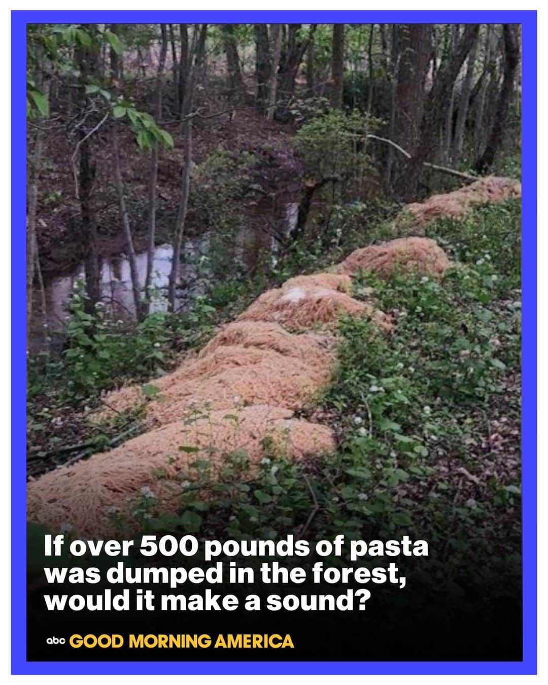 Good Morning Americaさんのインスタグラム写真 - (Good Morning AmericaInstagram)「If over 500 pounds of pasta was dumped in the forest, would it make a sound? 🍝  Officials in central New Jersey recently discovered a quarter-ton of the beloved Italian carbs left in a wooded area with no explanation. Authorities said the noodles were mysteriously spilled near a stream in Old Bridge.  More details on this mysterious event at the link in bio.  #Pasta #Foodie #NewJersey #Forest」5月6日 3時49分 - goodmorningamerica