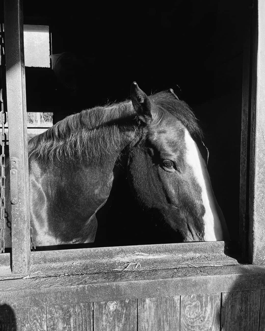 彩希エリナのインスタグラム：「so cute🐴🖤  #horse #horseriding #horselove #animal #馬 #乗馬 #乗馬クラブ #乗馬女子 #乗馬レッスン #乗馬好き #癒し #癒し時間 #趣味 #🐴」