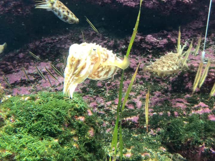 のインスタグラム：「沖縄最終日は美ら海水族館に行きました。 #沖縄 #okinawa #美ら海水族館」