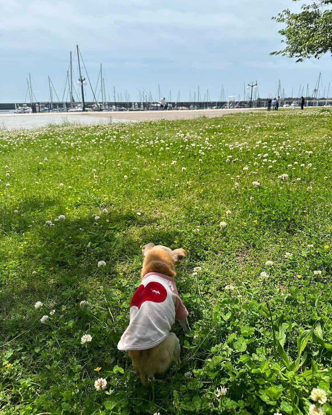 山田佳子さんのインスタグラム写真 - (山田佳子Instagram)「青空が気持ちいいお天気！ワンちゃんと一緒にお散歩&ランチ〜🥰🐶💕 四つ葉のクローバー🍀見つけた😊 ⁡ #いいお天気☀️  #爽やかな風  #青い空が好き  #お散歩 #大好き❤  #ヨットハーバー  #愛犬と一緒 #四つ葉のクローバー🍀  #いいことあるかな  #レノン #マイケル #５月５日」5月5日 20時26分 - yoshiko117