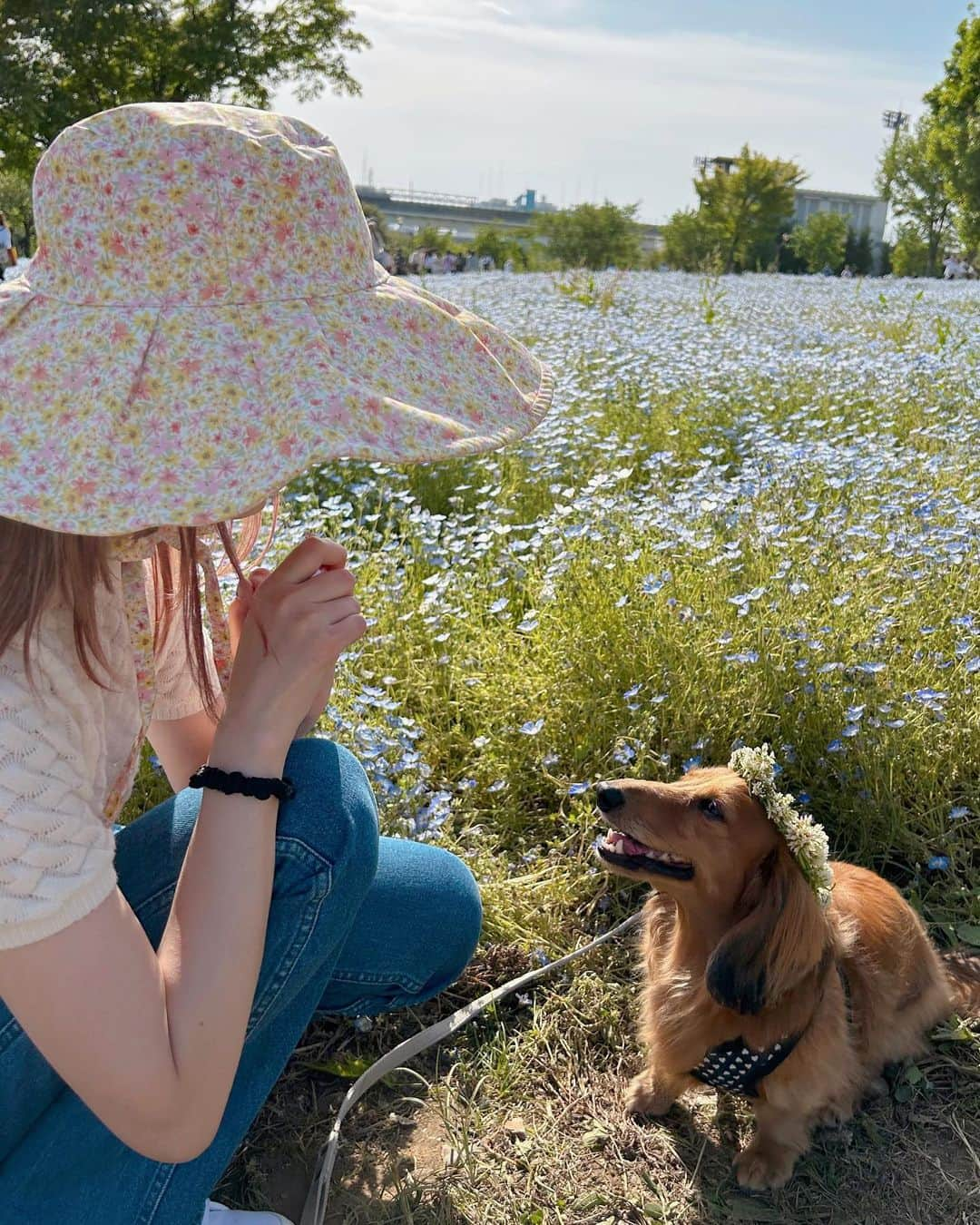 makoさんのインスタグラム写真 - (makoInstagram)「♡  るるとネモフィラ見たよ🐶 綺麗だったねー💙💙💙  #舎人公園 #ネモフィラ #🌷」5月5日 20時35分 - mkxxxbaby