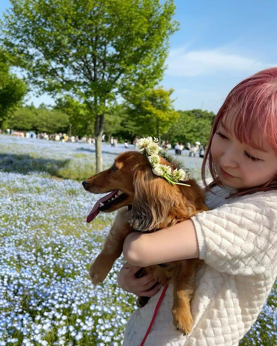 makoさんのインスタグラム写真 - (makoInstagram)「♡  るるとネモフィラ見たよ🐶 綺麗だったねー💙💙💙  #舎人公園 #ネモフィラ #🌷」5月5日 20時35分 - mkxxxbaby