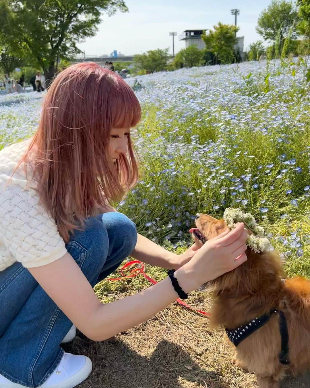 makoさんのインスタグラム写真 - (makoInstagram)「♡  るるとネモフィラ見たよ🐶 綺麗だったねー💙💙💙  #舎人公園 #ネモフィラ #🌷」5月5日 20時35分 - mkxxxbaby