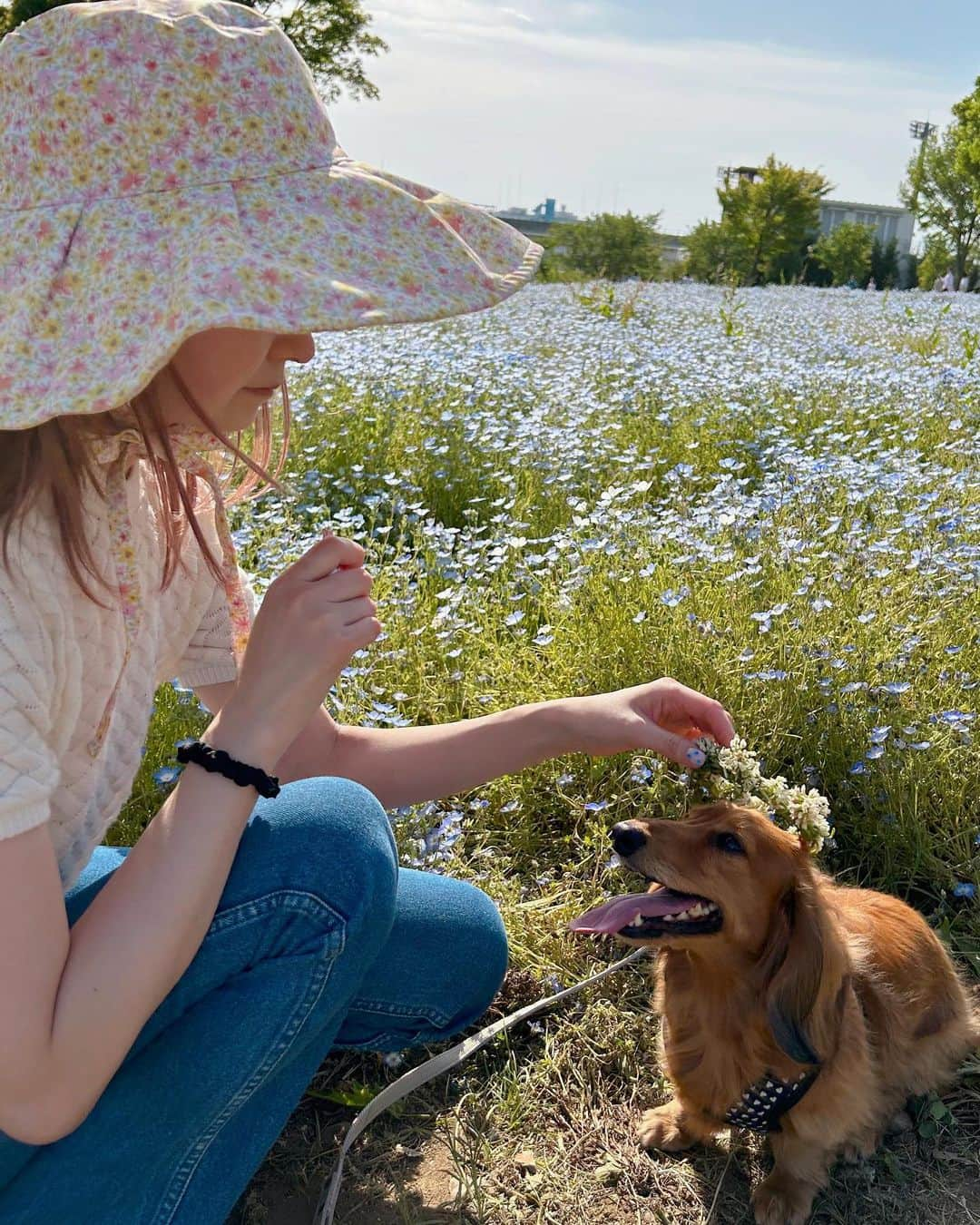 makoさんのインスタグラム写真 - (makoInstagram)「♡  るるとネモフィラ見たよ🐶 綺麗だったねー💙💙💙  #舎人公園 #ネモフィラ #🌷」5月5日 20時35分 - mkxxxbaby