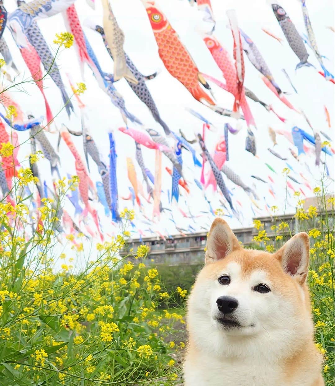 ちゃみさんのインスタグラム写真 - (ちゃみInstagram)「こどもの日🎏 鯉のぼりとチャーミー😆 . #こどもの日 #鯉のぼり#こいのぼりフェスタ  #柴犬のいる生活 #柴犬#しばいぬ#癒し#愛犬#犬#shibainu #shiba #dog」5月5日 20時43分 - shiba_charmy