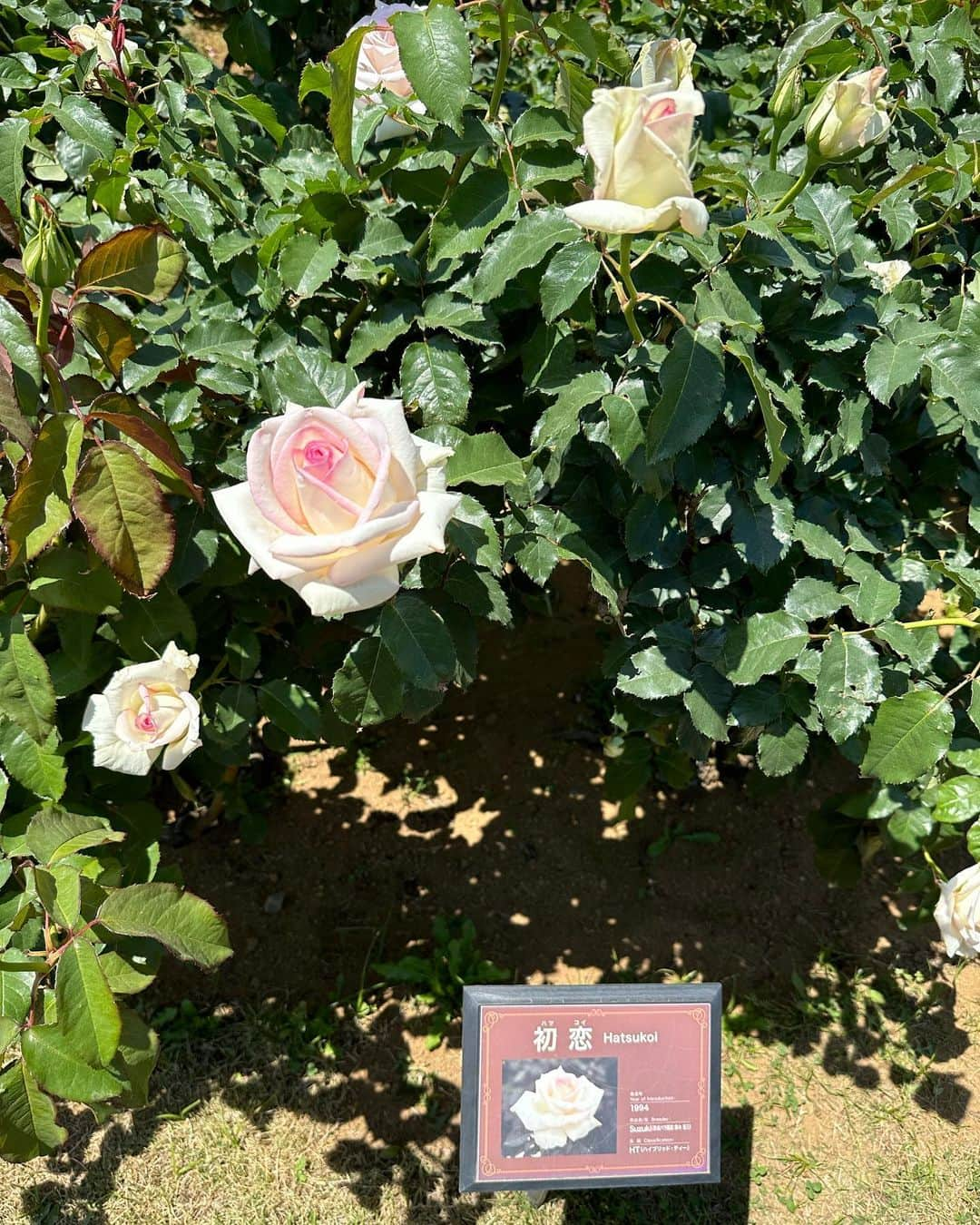 神沢有紗さんのインスタグラム写真 - (神沢有紗Instagram)「#京成バラ園 ⁡🌹 ⁡ メリナってバラと、初恋ってバラが最高にタイプだった… ･ ･ ･ #バラ園  #portraitphotography #portrait_shots  #instagram #fashion  #modeling #portrait #portraitphotography #portrait_shots  #japanesegirl #萌 #自拍 #swag #맞팔 #맞팔해요 #otakugirl #otaku #コスプレイヤー  #ポートレート #ポートレートモデル #ポートレート女子 #被写体 #ポトレ #モデル #自撮り #自撮り女子 #コスプレイヤー自画撮り部 #黒髪 #cosplay #cosplayer」5月5日 21時05分 - arisa_kanzawa