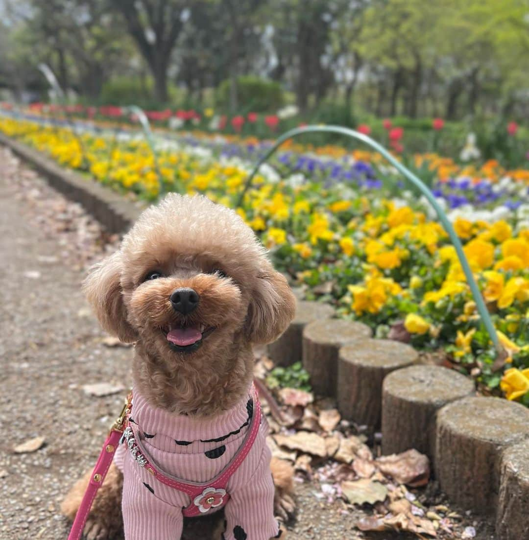 PECO いぬ部さんのインスタグラム写真 - (PECO いぬ部Instagram)「勝手に選抜！#お花畑とワンコ🐾 「カラフルなお散歩道🌼🌷」 来週のテーマは…　 . . . 「#兄弟姉妹ワンコ」 来週からはこちらのテーマを募集します🐶🐱 #pecoいぬ部 のハッシュハグをつけてぜひ参加してみてね♪ . 今回素敵な投稿してくださったのは… @renkun____m さん . 他にも素敵なお写真がたくさんあるので、ぜひ遊びに行ってみてくださいね♪ . #pecoいぬ部 をつけて投稿すると… PECOのSNSで楽しくご紹介させていただきます:おいしい: #犬 #犬バカ部 #いぬら部 #いぬ部 #わんこ #いぬ #instadog #ilovemydog #ilovedog #dogstagram #dogsofinstagram #doglife #mydogiscutest #todayswanko #doglover  #いぬすたぐらむ #犬のいる暮らし #のあたん #maltipoo #toypoodle #お散歩 #お花畑 #ミックス犬 #マルプー連合"」5月5日 21時00分 - pecodogs