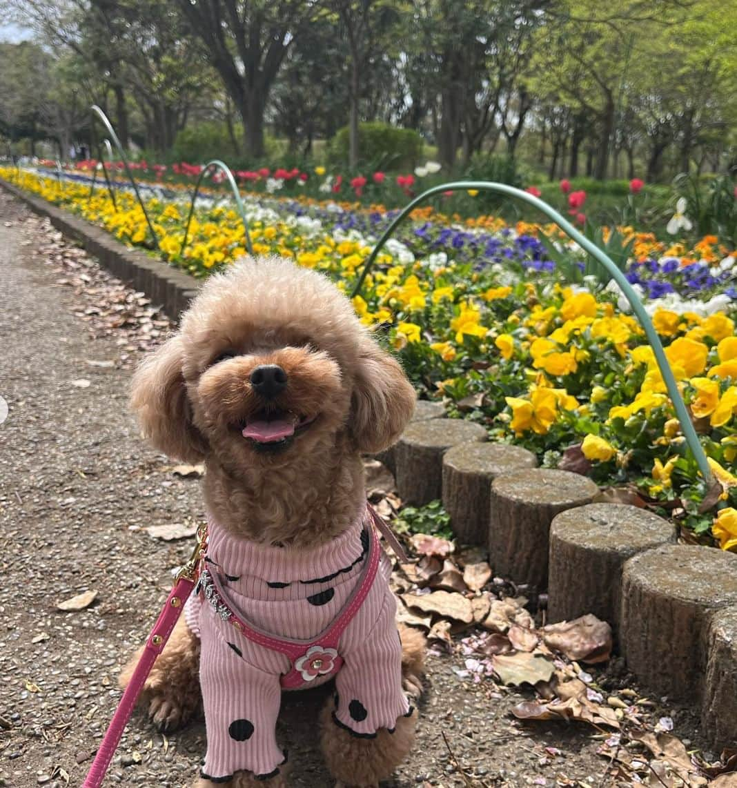 PECO いぬ部さんのインスタグラム写真 - (PECO いぬ部Instagram)「勝手に選抜！#お花畑とワンコ🐾 「カラフルなお散歩道🌼🌷」 来週のテーマは…　 . . . 「#兄弟姉妹ワンコ」 来週からはこちらのテーマを募集します🐶🐱 #pecoいぬ部 のハッシュハグをつけてぜひ参加してみてね♪ . 今回素敵な投稿してくださったのは… @renkun____m さん . 他にも素敵なお写真がたくさんあるので、ぜひ遊びに行ってみてくださいね♪ . #pecoいぬ部 をつけて投稿すると… PECOのSNSで楽しくご紹介させていただきます:おいしい: #犬 #犬バカ部 #いぬら部 #いぬ部 #わんこ #いぬ #instadog #ilovemydog #ilovedog #dogstagram #dogsofinstagram #doglife #mydogiscutest #todayswanko #doglover  #いぬすたぐらむ #犬のいる暮らし #のあたん #maltipoo #toypoodle #お散歩 #お花畑 #ミックス犬 #マルプー連合"」5月5日 21時00分 - pecodogs