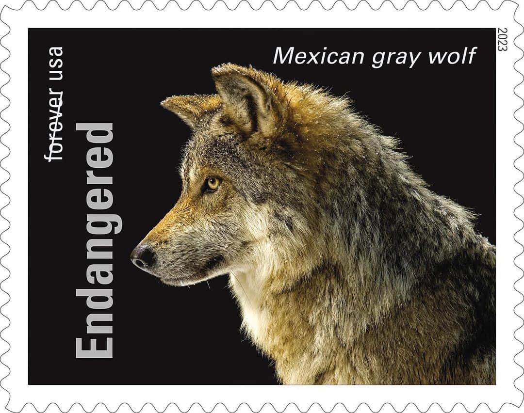 Joel Sartoreさんのインスタグラム写真 - (Joel SartoreInstagram)「About the size of a German shepherd dog, the Mexican gray wolf is the smallest wolf in North America. Once numbering in the thousands, this species was eliminated from the US landscape by 1970 due to habitat alteration and eradication efforts that were aimed at protecting livestock and game species. With only a handful of these wolves remaining in zoos, the US and Mexican wildlife agencies adopted the Mexican Wolf Recovery Plan, which sought to return 100 wolves back to their historic range. Reintroduction began in 1998, and by 2006 just under 60 wolves were confirmed in the wild. While numbers continue to grow slowly, humans pose the greatest threat to their survival because of intolerance and misconceptions about wolves. The genetic diversity of the species also needs careful monitoring as inbreeding is another serious threat gray wolves face in the wild. Photo taken @endangeredwolfcenter.   #MexicanGrayWolf #wolf #animal #mammal #canid #endangered #photography #animalphotography #wildlifephotography #wildlife #stamp #PhotoArk @insidenatgeo @uspostalservice」5月5日 21時00分 - joelsartore
