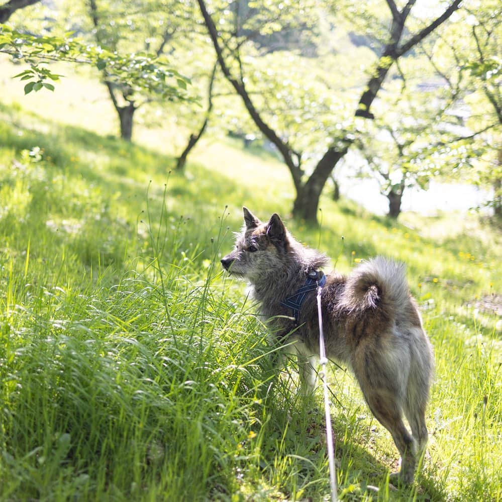 Naomiのインスタグラム：「お散歩たのしいね。  #ycdなんくる倶楽部 #琉球犬mix」