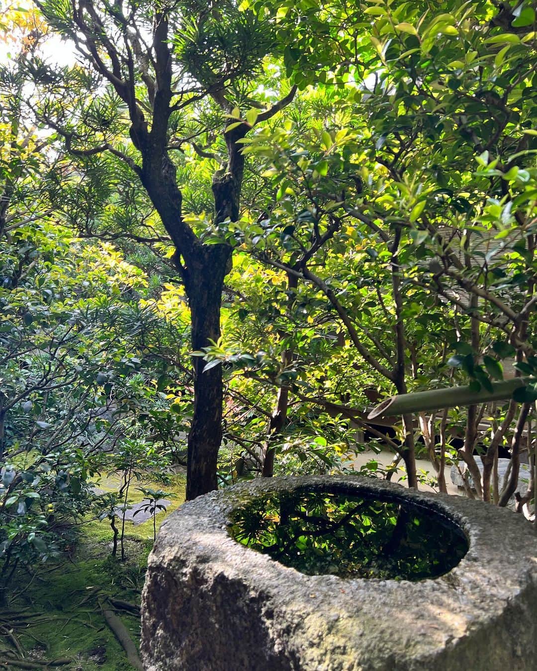 森山紗希さんのインスタグラム写真 - (森山紗希Instagram)「🌿  心も頭もスッキリ！ また気合い入れて頑張ろ って思わせてくれた場所😌  “そうだ京都、行こう。” の写真で有名な一休寺。 また紅葉の時期に行きたいなぁ  #京都  #京都観光  #kyoto」5月5日 21時32分 - morisaki0404