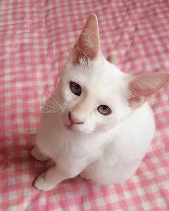ソルトのインスタグラム：「今日はこどもの日なのでソルくんの子猫時代の写真を😸  #こどもの日 #シャムミックス #笹かま猫#ねこ#猫#ネコ #cat」