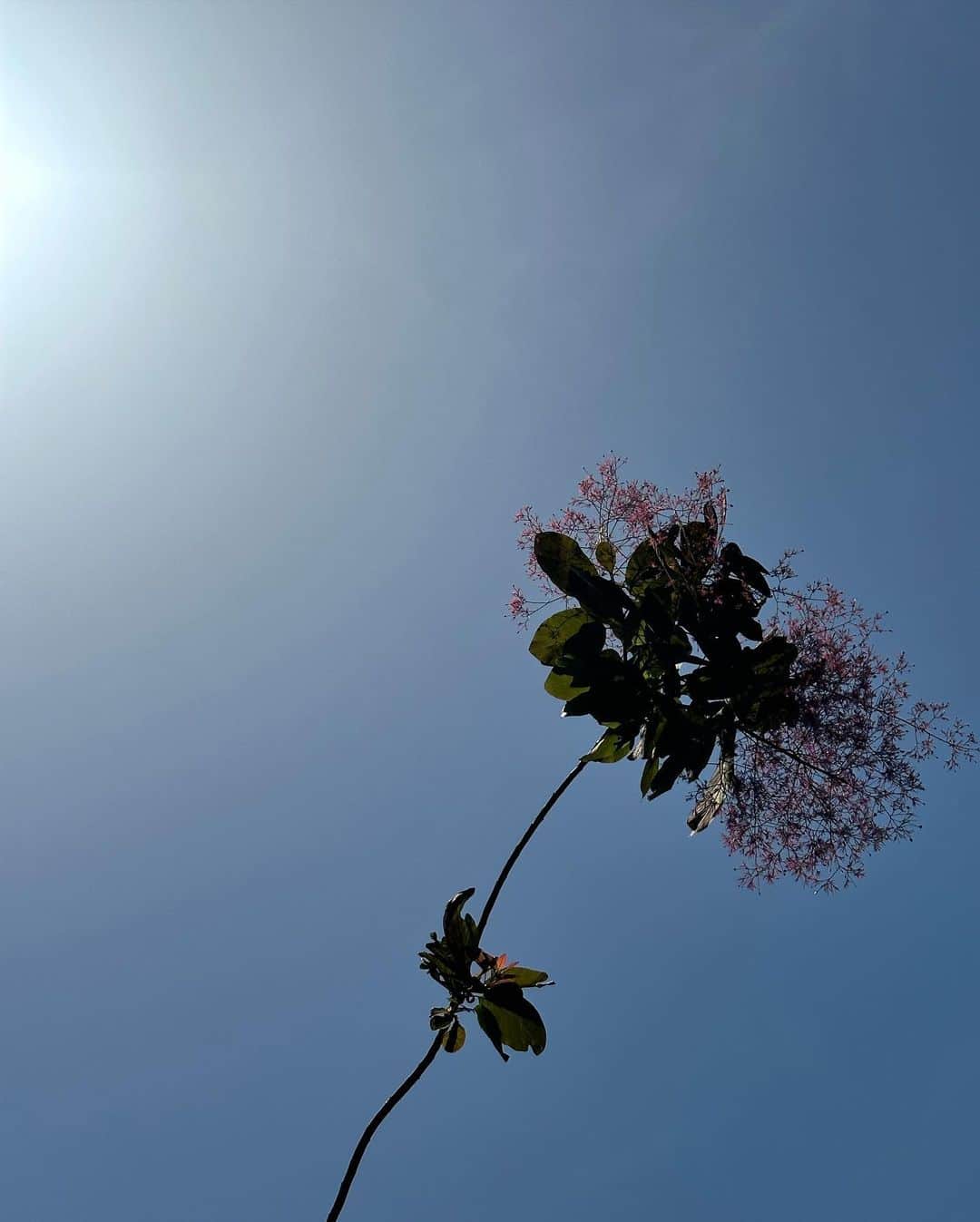 阿部朱梨さんのインスタグラム写真 - (阿部朱梨Instagram)「今の季節の光がすき🤍」5月5日 21時57分 - akari_abe