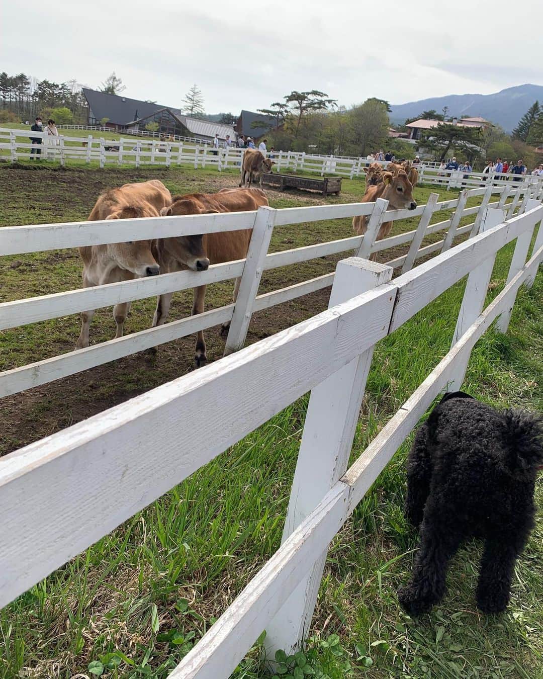 佐藤東弥のインスタグラム：「ジャージー牛さんたちがみるみる集まって来てビビる魔犬」