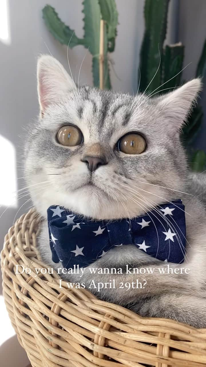 catinberlinのインスタグラム：「Do you really wanna know, human?   #catsofinstagram #cat #catlife #cats #catstagram #kitty #lovecats #funny #taylorswift #loveit #fluffy #weeklyfluff #fluffy #animals #reel #reels #reelsinstagram #reelsvideo」