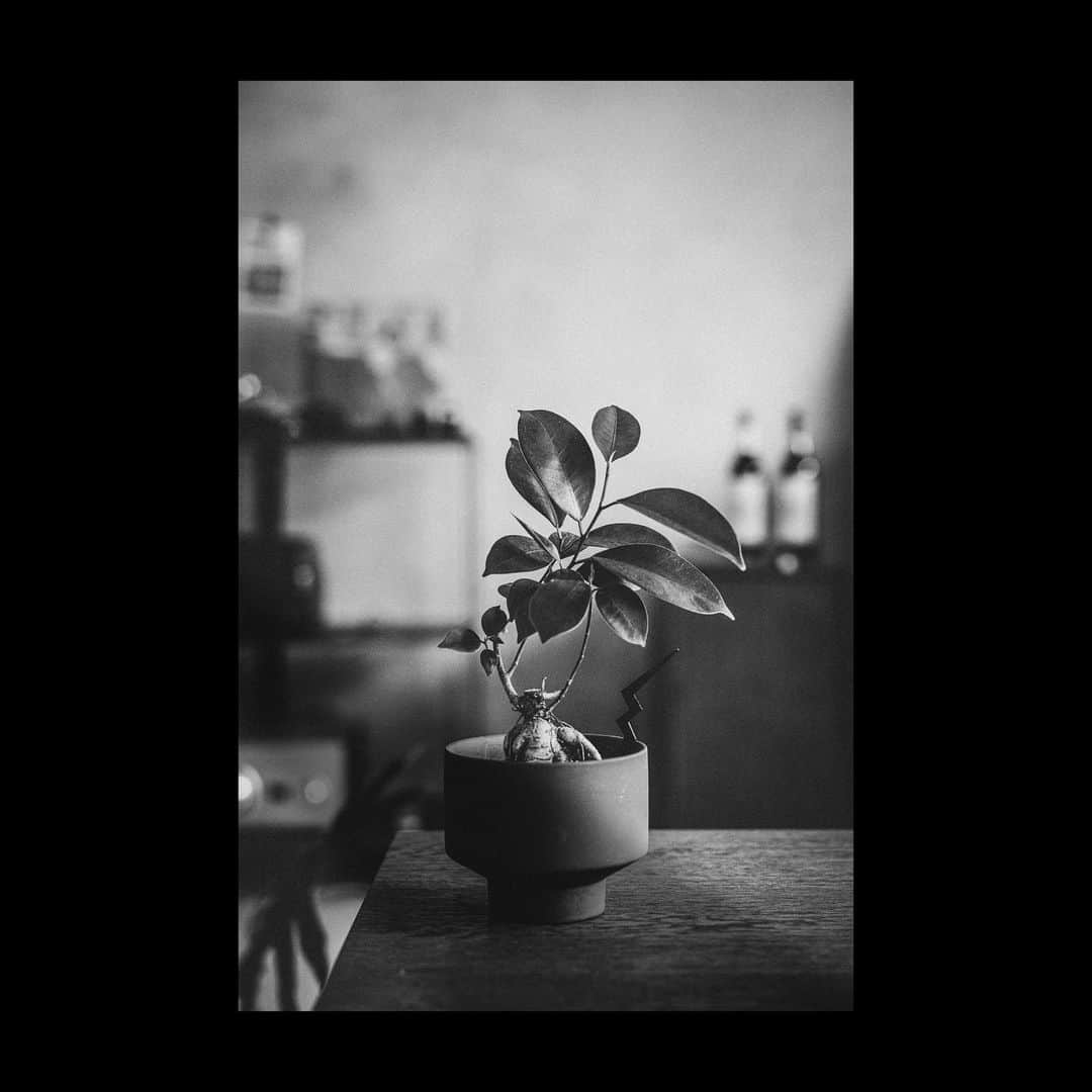 のインスタグラム：「I installed a new foliage plant in the company.  新しい子。  植物はいい。  #観葉植物 #green #観葉植物のある暮らし #会社 #designoffices #ガジュマル #塊根植物 #fivefocus #生き物 #ナチュラル #陶器 #水やり #ジャズレコード #notplantsoil #plants #osaka #japan #leica  @mottosatoshi  @shimisun @mkyohei @new_daisuke_fishing @leicapyonce @yohtakao @akitoshiyamada @aki.buuchan.1122.1122 @blue_akira @wakazonobassfishingclub @akitoshiyamada @jun_k_hayashi  @leicamaniatic   ■FIVE FOCUS Inc. @five_focus_inc   ■GLITCH OIL JAPAN @glitch_oil_japan  ■GLITCH OIL EUROPE @glitch_oil_europe」