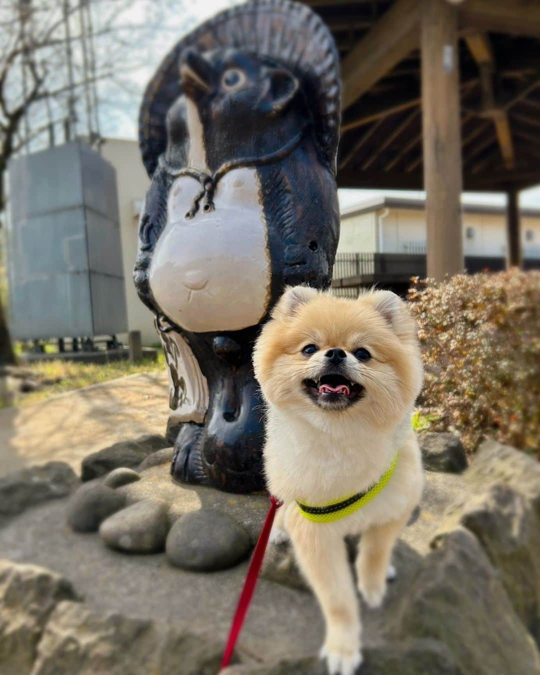 中山忍のインスタグラム：「こどもの日🎏  みんなが 健やかに 笑顔で　 いてくれますように🙏  今日は 地井さんのお誕生日✨ 晴れ渡る青空を見上げたら 懐かしくあたたかい 地井さんの笑顔が 心に浮かびました  頑張ります どうか 見守っていてください  #地井武男 さん #刑事貴族3 #柏餅 #菖蒲湯  #ポメラニアン #女の子 #わんぱく 🎏」