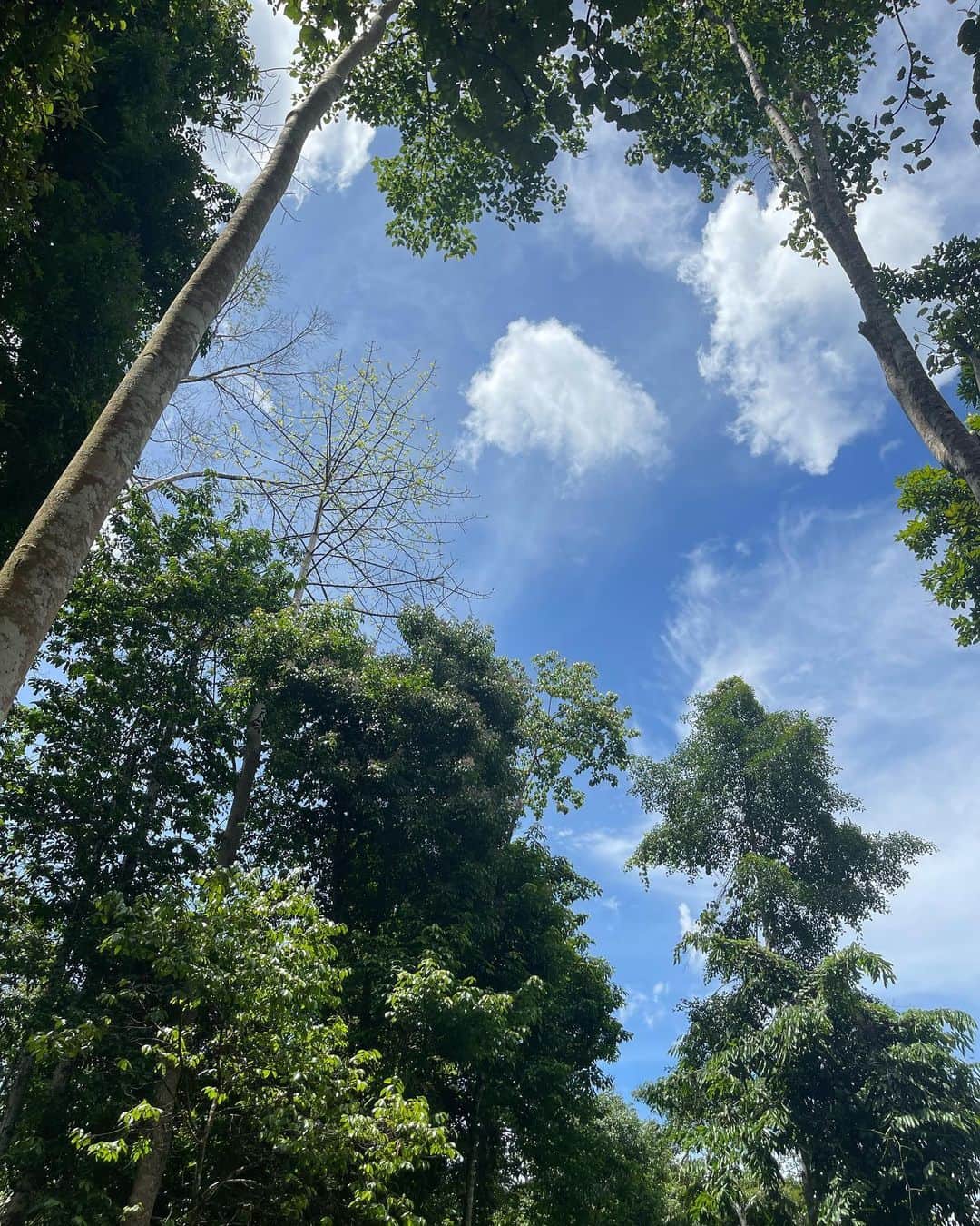 吉井香奈恵さんのインスタグラム写真 - (吉井香奈恵Instagram)「📍 Taman Negara National Park マレーシアは都心から離れると本当に緑豊か🌳🌳  木も葉も空も川も動物たちも みんな生き生きしてる🌳🌵🌿🍀  沢山パワーもらって来ました🐒✨  Green has power 💚💚  #タマンネガラ #タマンネガラ国立公園  #自然  #tamannegara  #malaysia」5月5日 22時38分 - yoshiikanae