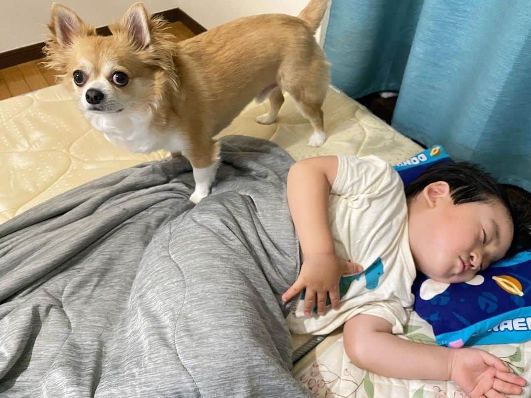 小泉留菜のインスタグラム：「🩶 . . 日中は暑いし夜でも家の中が暑いので クーラーデビューしております、、🫠💦 冷感ブランケットゲットしてから寝心地最高すぎ😌🫶🏻 ちょびんも気持ちよくてよくのび〜ってして寝てます。笑 . . 肌触りも最高だし、抗菌＆消臭加工もあるから ほんとおすすめ✨ 洗濯機で丸洗い可能だし、なにより軽い！！！ いいことだらけの冷感ブランケットに出会えて幸せすぎ😌🫶🏻 . . #sponsored @nemurino_annainin  #冷感 #接触冷感 #ブランケット #タオルケット #おやすみ #心地よい #肌ざわり #寝苦しい #夜 #寝る #快眠 #安眠 #neyo  #3歳 #3歳男の子 #3歳児 #ママ #男の子ママ #ママスタグラム #25歳ママ #口唇口蓋裂 #関東ママ #埼玉ママ #小さい彼氏 #妊娠 #第二子 #第二子妊娠中 #マタニティ #マタニティライフ」