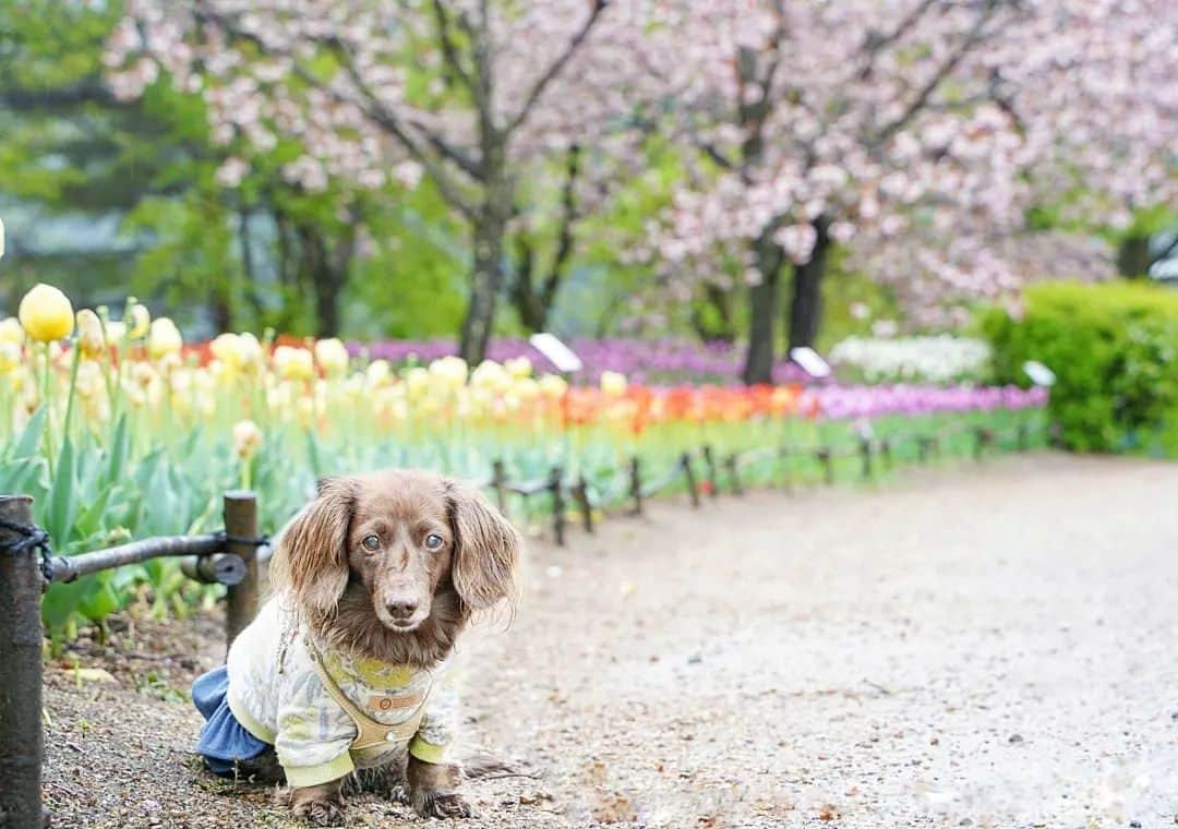 etsukoのインスタグラム：「*⁡ ⁡2023.05.05⁡ ⁡🎏こどもの日🎏⁡ ⁡*⁡ ⁡*⁡ ⁡*⁡ ⁡🐶💬 『こどもの日って なにかご馳走🍜🍲🍳🍱🍣🍙食べられるですかぁ(*¨*)？』⁡ ⁡*⁡ ⁡*⁡ ⁡*⁡ 👧💬 『(꒪ᗜ꒪ ‧̣̥̇)‎‎𓂃 𓈒𓏸 そーきたか…………。』⁡ ⁡*⁡ ⁡*⁡ ⁡*⁡ こどもの日の あーちゃんのご馳走は…………⁡ ⁡何もございません💦⁡ ⁡⁡ いつまでも⁡健やかに 穏やかであれ🎏🎏🎏⁡⁡ ⁡*⁡ ⁡*⁡ ⁡*⁡⁡ #あろまっぷ⁡ ⁡#八重桜⁡ ⁡#チューリップ⁡ ⁡#信州⁡ ⁡#雨上がり⁡ ⁡#ミニチュアダックスフンド⁡ ⁡#ミニチュアダックス⁡ ⁡#ダックスフンド⁡ ⁡#ダックス⁡ ⁡#チョコソリッド⁡ ⁡#チョコソリ⁡ ⁡#ソリッド⁡ ⁡#⁡犬のいる暮らし⁡ ⁡#ワンコなしでは生きて行けません会 #シニア犬との暮らし⁡ ⁡#dogstagram ⁡ ⁡#east_dog_japan ⁡ ⁡#todayswanko ⁡ ⁡#7pets_1day ⁡ ⁡#wooftoday ⁡ ⁡#dogenic ⁡ #beautifuldays ⁡ ⁡#wonderfuldays ⁡ ⁡#beautifullife ⁡ ⁡#wonderfullife ⁡ ⁡#aloha⁡ ⁡#happy⁡ #alohahappy⁡⁡ ⁡#dogwear_witchu ⁡*⁡ ⁡*⁡ ⁡⁡⁡*⁡⁡ ⁡」