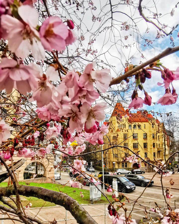 フィンランド政府観光局さんのインスタグラム写真 - (フィンランド政府観光局Instagram)「昨日はトゥルクの桜をご紹介しましたが、今日はヘルシンキから。最近気温が下がって寒いのですが、それでも少しずつ桜の花が開き始めました。🌸🌸🌸 . 📸 @antsvahter Kiitos! 🙏#visitfinland #ourfinland #visitfinlandjp #finland #北欧旅行 #travelgram #フィンランド #フィンランド政府観光局 #北欧 #travel #instatravel #travel #travelgram #travelling #traveler #旅したくなるフォト #旅行 #旅 #海外旅行 #travelphotography #桜 #ヘルシンキ #visithelsinki」5月5日 23時09分 - visitfinlandjapan