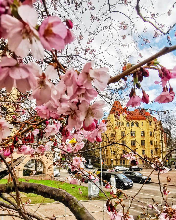 フィンランド政府観光局のインスタグラム：「昨日はトゥルクの桜をご紹介しましたが、今日はヘルシンキから。最近気温が下がって寒いのですが、それでも少しずつ桜の花が開き始めました。🌸🌸🌸 . 📸 @antsvahter Kiitos! 🙏#visitfinland #ourfinland #visitfinlandjp #finland #北欧旅行 #travelgram #フィンランド #フィンランド政府観光局 #北欧 #travel #instatravel #travel #travelgram #travelling #traveler #旅したくなるフォト #旅行 #旅 #海外旅行 #travelphotography #桜 #ヘルシンキ #visithelsinki」