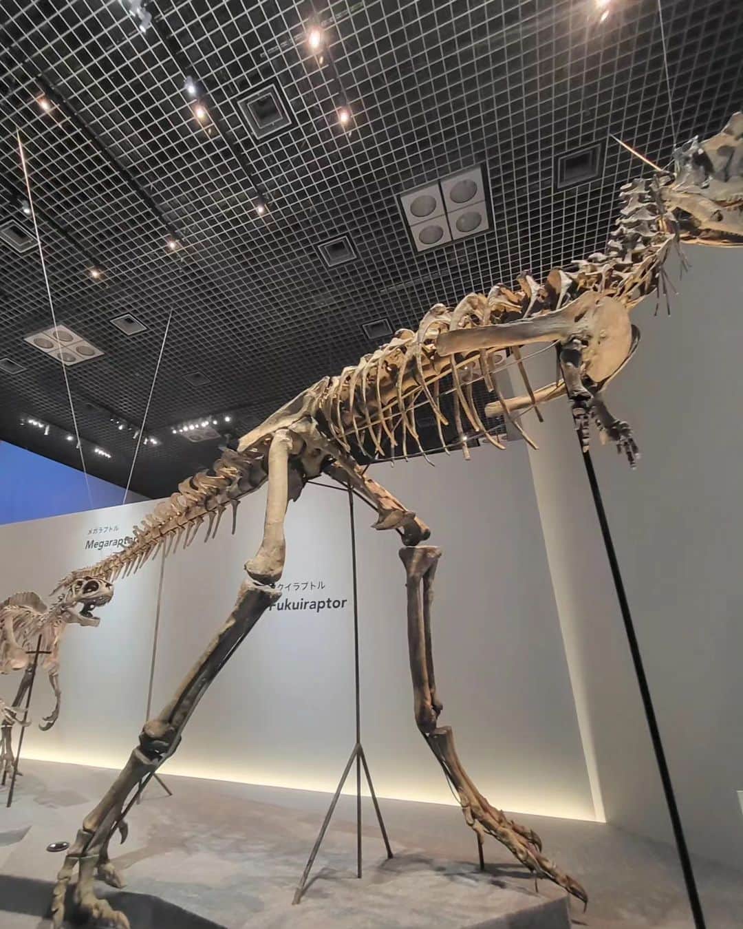 早川真生さんのインスタグラム写真 - (早川真生Instagram)「恐竜好きの私にはたまらん♡な⁡ ⁡ #恐竜展 行ったよ🦖🔥⁡ ⁡⁡ 去年の行けなくて、、今年は行けて良かった🥺⁡ ⁡⁡ ⁡⁡ ただただ大興奮...❤️‍🔥⁡ ⁡⁡ ⁡」5月5日 23時10分 - hayakawa_mai