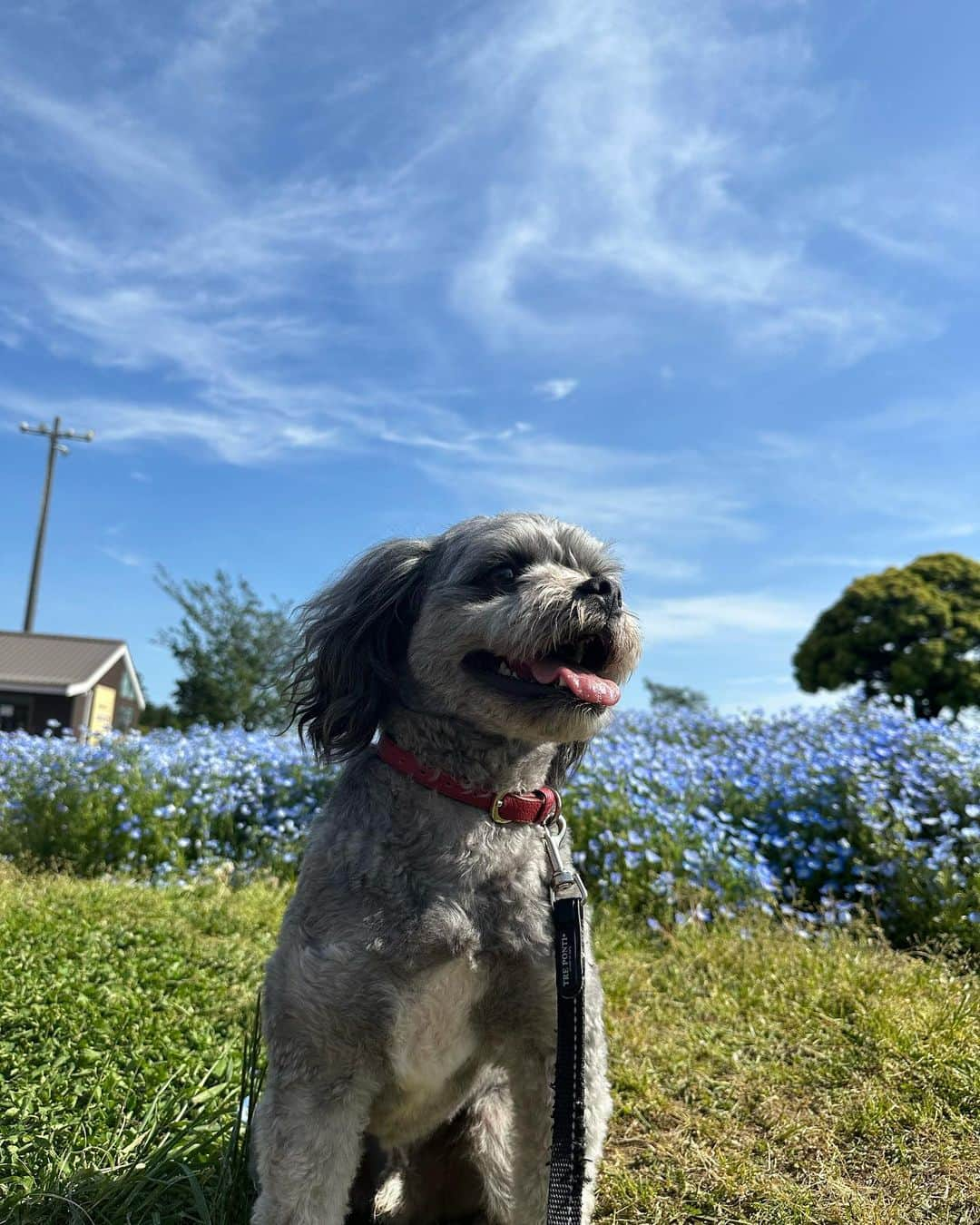 加藤怜さんのインスタグラム写真 - (加藤怜Instagram)「GW♡  マザー牧場は我が家には広すぎました🙃 下ふたりのベビーカーの取り合い... でも自然いっぱいで気持ちよかったな♡ gwにアクアラインには絶対のらないと 心に決めました🥲  うちで1番写真写りがいいのは 間違いなくロイです🐕‍🦺♡  #マザー牧場  #犬のいる暮らし  #アクアライン渋滞」5月5日 23時15分 - katou_rei