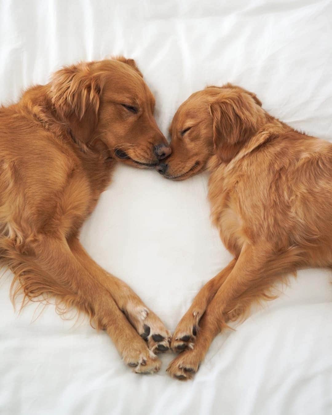8crapさんのインスタグラム写真 - (8crapInstagram)「“When you find your other half 💛” - Want to get featured like them? Join “The Barked Club” on FACEBOOK and post something now! 👉 barked.com - 📷 @winniethegoldenpupper - #TheBarkedClub #barked #dog #doggo #GoldenRetriever」5月5日 23時15分 - barked